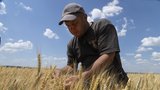 Dohoda Ruska a Ukrajiny o obilí: Cena pšenice klesá, zlevní chleba? Analytik promluvil