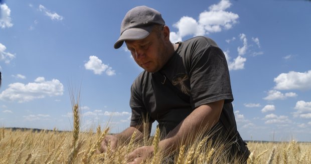 Dohoda Ruska a Ukrajiny o obilí: Cena pšenice klesá, zlevní chleba? Analytik promluvil