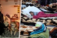 Ukrajinské hrdinky pomáhají ve válce: Galerie přeměňují na úkryty a zachraňují zvířata