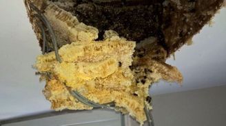 Rodině začala stékat po stropě tekutina, uvnitř domu objevila obří včelí úl 