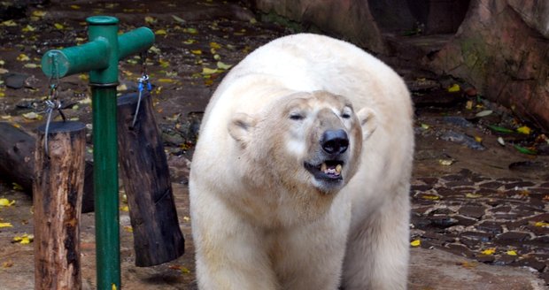 V brněnské zoo zahynul lední medvěd Umca.