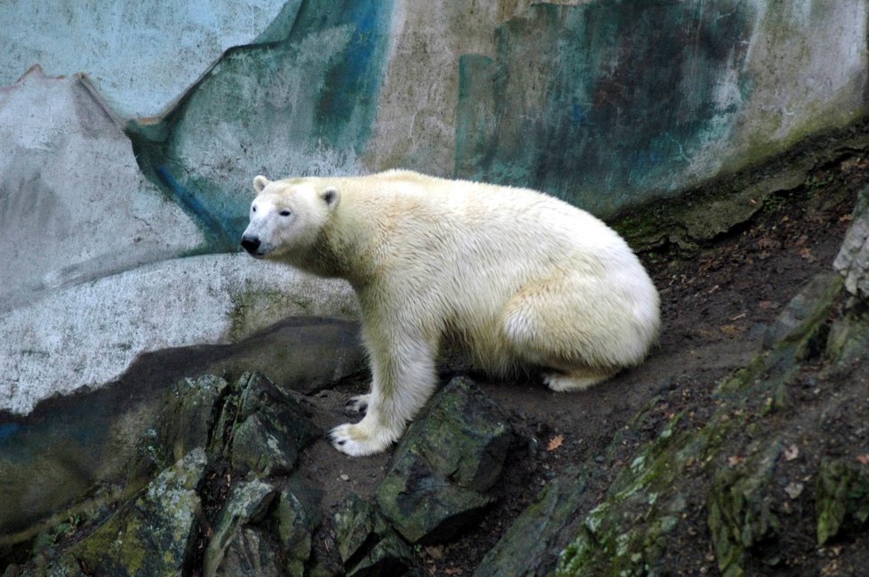 V brněnské zoo zahynul lední medvěd Umca.