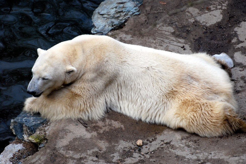 V brněnské zoo zahynul lední medvěd Umca.