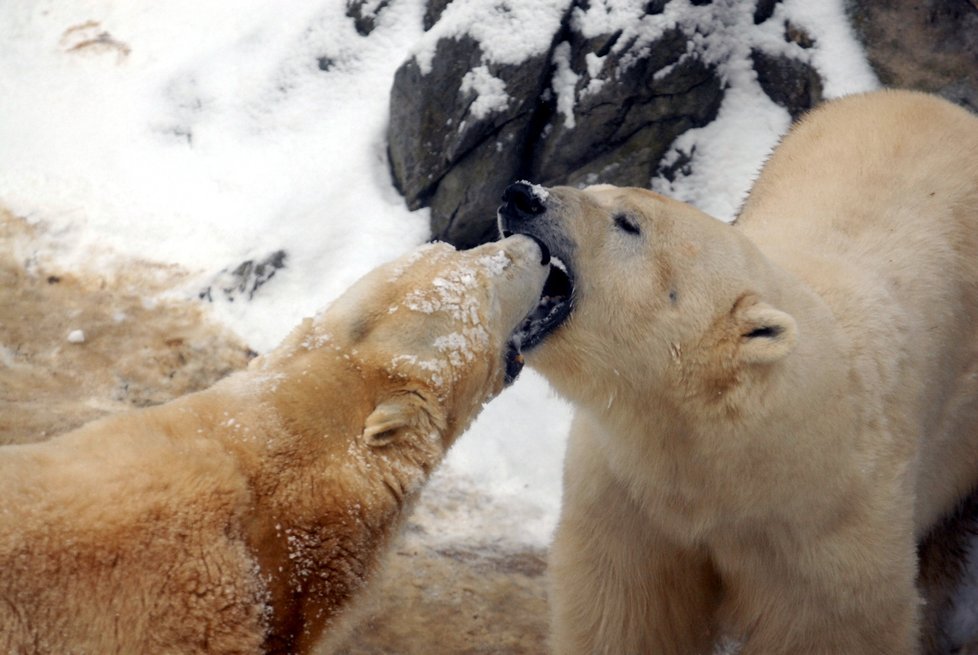 V brněnské zoo zahynul lední medvěd Umca.