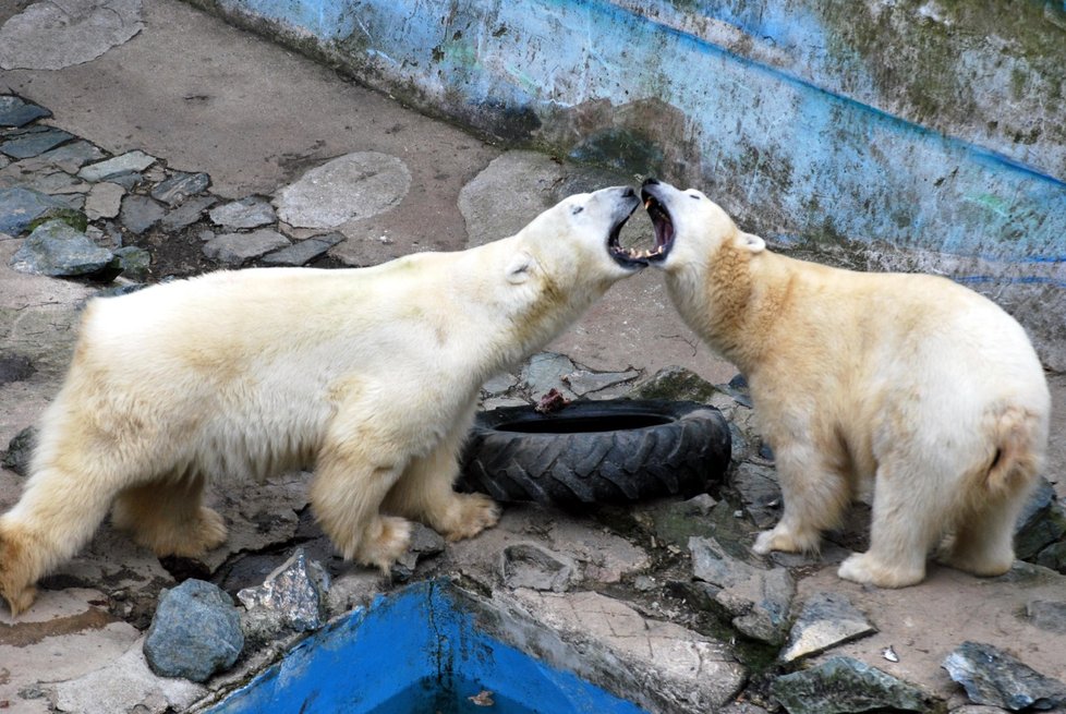 V brněnské zoo zahynul lední medvěd Umca.