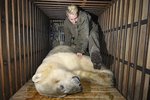 Více než půl tuny vážícího Umcu museli před převozem do bratislavské zoo brněnští ošetřovatelé uspat, aby ho vůbec dostali do transportní klece