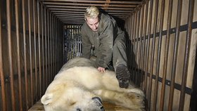 Více než půl tuny vážícího Umcu museli před převozem do bratislavské zoo brněnští ošetřovatelé uspat, aby ho vůbec dostali do transportní klece