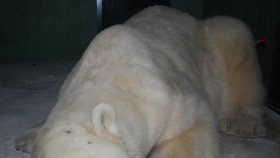10.07: Umca spí jako batole v ubikaci bratislavské zoo.
