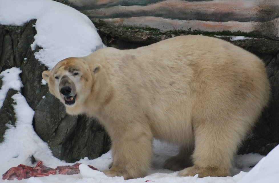 Lední medvěd Umca si dopřává čerstvé hovězí maso.