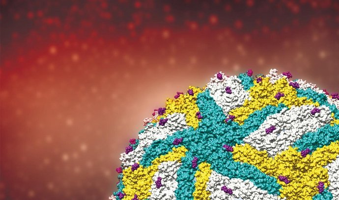 umělecké zpracování odhalené struktury viru zika
