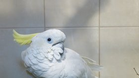 Vzácný papoušek kakadu.