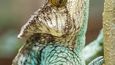 Chameleon Parsonův je jedním z nejvýraznějších představitelů svého druhu