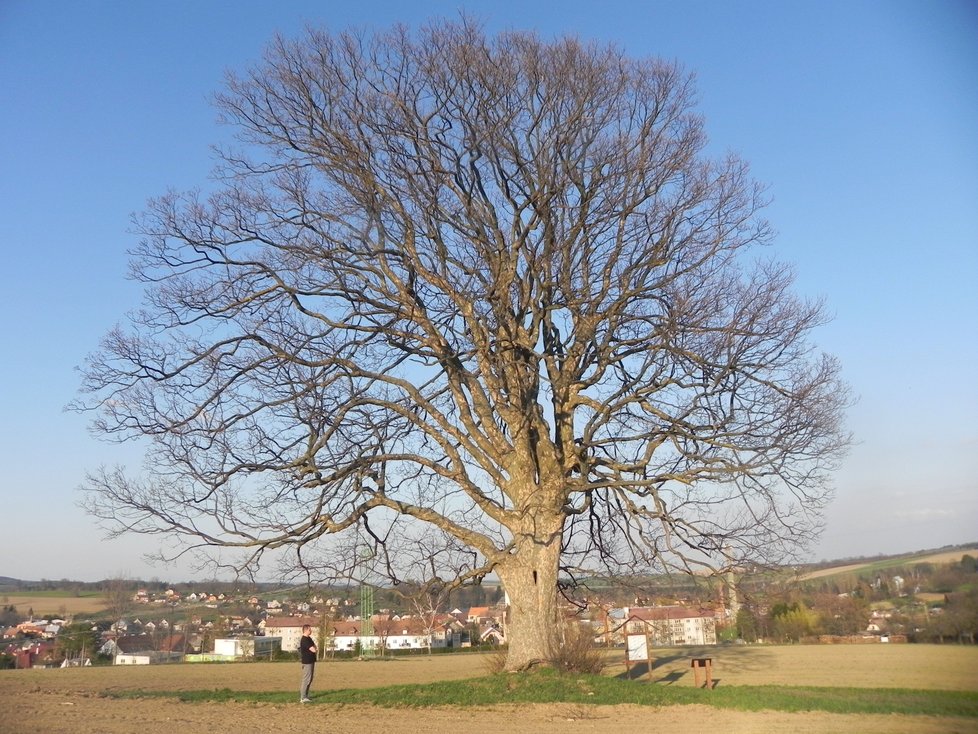 Slavný strom rodáků, pod kterým se odehrála jedna ze scén Rodáků při natáčení v roce 1968.