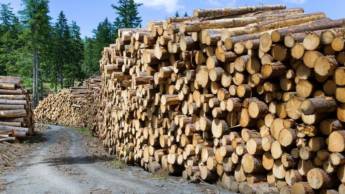 Růst obratu i tržeb podle firmy Uniles souvisí s růstem poptávky po lesnických pracích a s výrazným růstem cen dříví