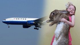 Obří králík Simon zemřel na palubě United Airlines poté, co ho zaměstnanci strčili na 16 hodin do mrazáku (ilustrační foto - Simonův otec Darius).
