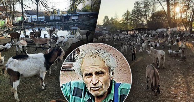 Obří stádo koz terorizuje Unkovice na Brněnsku. Majitel úřady ignoruruje.