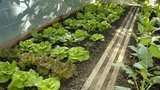Únor na zahradě: Začínáme s výsevem kedluben