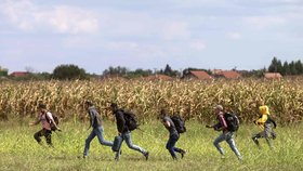 Útěk uprchlíků přes kukuřičné pole na srbsko-maďarské hranici