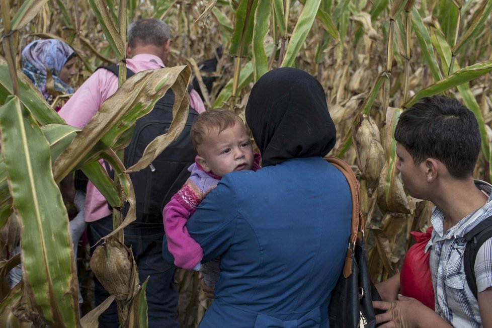 Útěk uprchlíků přes kukuřičné pole na srbsko-maďarské hranici
