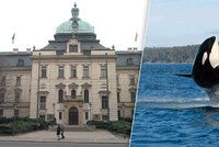 Česko je členem velrybářské komise, ročně za to platí 700 tisíc korun. Proč?
