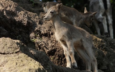 Urial bucharský "bydlí" v Zoo Liberec