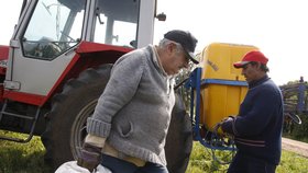 Bývalý uruguayský prezident José Mujica rád farmaří.