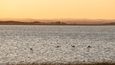 Laguna de Rocha je rájem ornitologů