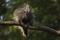 VIDEO: Strážníci chytali urzona, samička utekla z brněnské zoo skoro tři kilometry