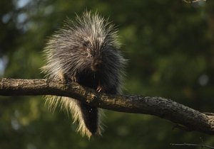 Z brněnské zoo utekla samička urzona kanadského, po pár dnech ji odchytili hasiči.