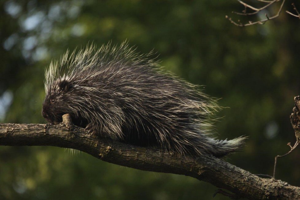 Z brněnské zoo utekla samička urzona kanadského, po pár dnech ji odchytili hasiči.