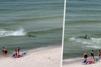 Strach dovolenkářů na oblíbené pláži: Jen pár metrů od nich lovil obří žralok!