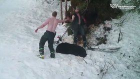 Lovci „ulovili" spící medvědici