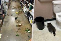 Mýval se vloupal do obchodu s alkoholem: Ztřískal se, jak zákon káže a usnul na záchodě!