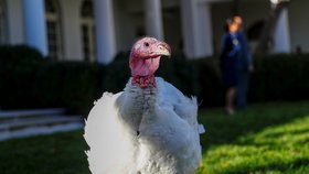 Americký prezident Donald Trump v Bílém domě omilostnil krocana, který ve čtvrtek na Den díkůvzdání ve většině amerických domácností skončí na pekáči.