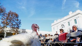 Americký prezident Donald Trump v Bílém domě omilostnil krocana, který ve čtvrtek na Den díkůvzdání ve většině amerických domácností skončí na pekáči.