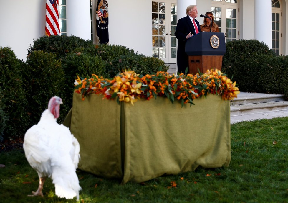 Americký prezident Donald Trump v Bílém domě omilostnil krocana, který ve čtvrtek na Den díkůvzdání ve většině amerických domácností skončí na pekáči.