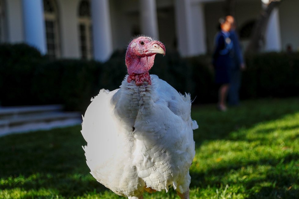 Americký prezident Donald Trump v Bílém domě omilostnil krocana, který ve čtvrtek na Den díkůvzdání ve většině amerických domácností skončí na pekáči.