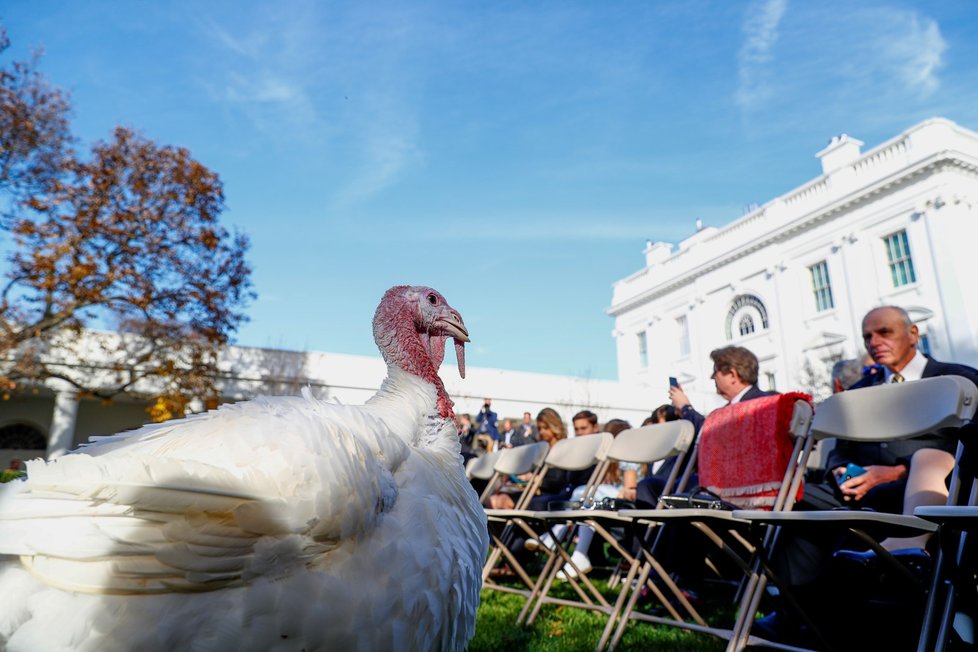 Americký prezident Donald Trump v Bílém domě omilostnil krocana, který ve čtvrtek na Den díkůvzdání ve většině amerických domácností skončí na pekáči.