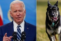 Bidenův pes v Bílém domě pokousal návštěvu, nebylo to poprvé. „Překvapil ho cizí člověk“
