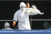 Ptačí chřipka v Česku: Nákaza je na Znojemsku i u Brna, začalo vybíjení drůbeže