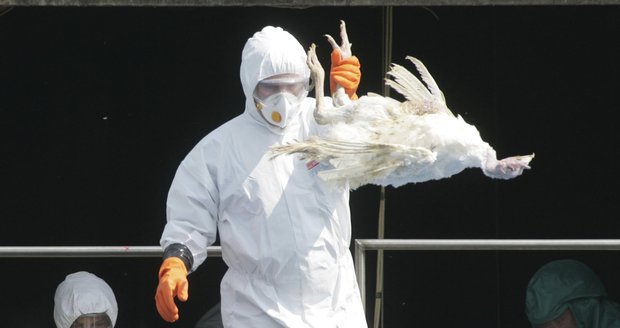 Ptačí chřipka v Česku: Nákaza je na Znojemsku i u Brna, začalo vybíjení drůbeže