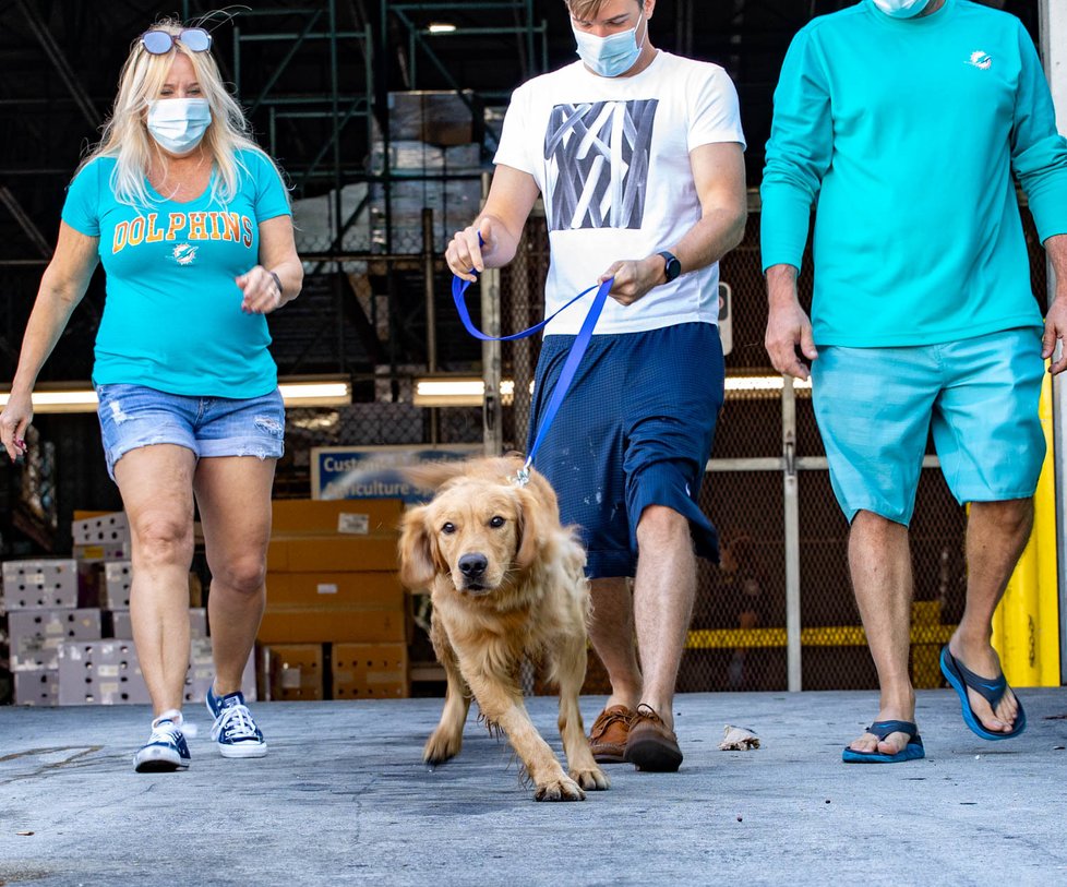 Dvacet zlatých retrívrů mělo skončit v Číně na jatkách: Aktivistům se podařilo je zachránit a najít jim rodiny!