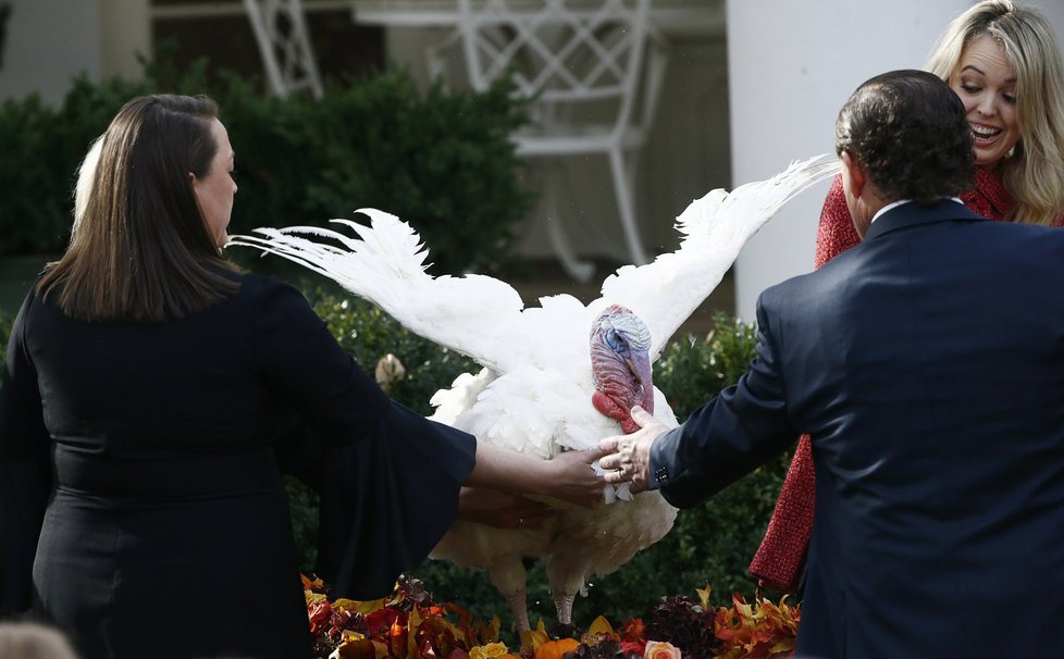 Prezident Trump udělil milost krocanovi.