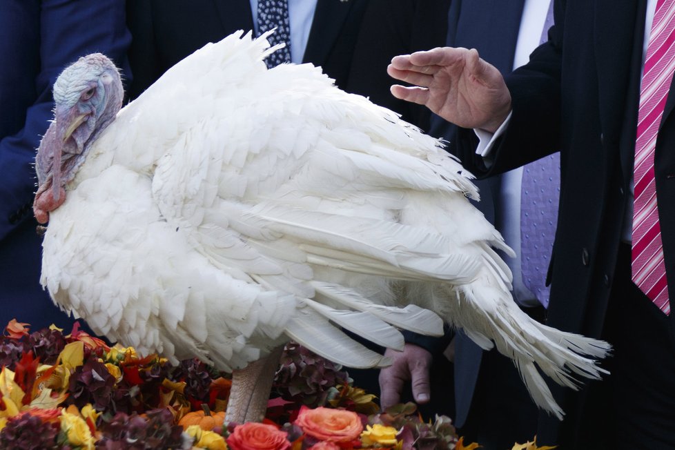 Prezident Trump udělil milost krocanovi.