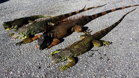 Nezvykle chladné počasí zaskočilo Floridu: Ze stromů padají zkřehlí leguáni