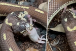 Brian Barczyk chová vzácného dvouhlavého hada.