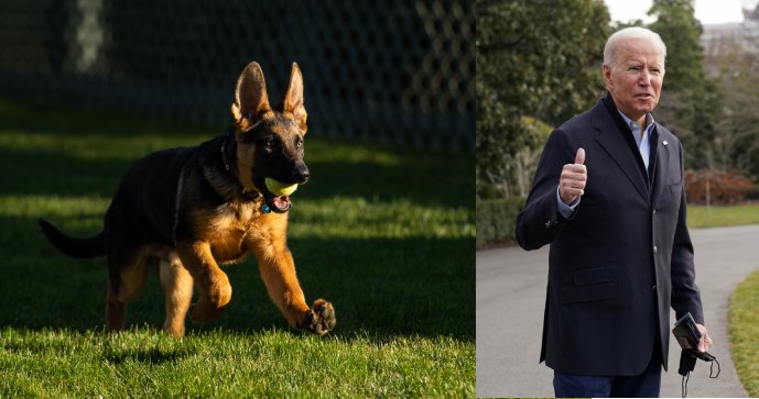 Americký prezident Joe Biden má nového psa.