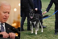 „Prvního psa“ čeká už druhá převýchova. Bidenův ovčák z útulku znovu útočil v Bílém domě