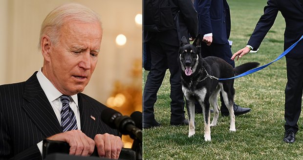 „Prvního psa“ čeká už druhá převýchova. Bidenův ovčák z útulku znovu útočil v Bílém domě