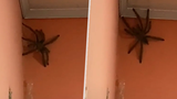 Žena natočila ve svém domě obludně velkého pavouka: Zapalte celý dům, apelují lidé na sítích